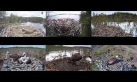 JARZZA OSPREY LIVE FINLAND