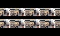 Funny animal videos funny dogs and cats