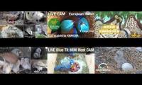 Thumbnail of animal cam bird 20220525