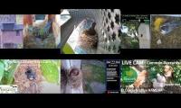 Amazingearthanimalslivestream