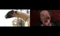 Goats and Marv screaming