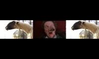 Goats and Marv screaming 2
