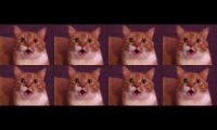 Talking Kitty Talking Kitty Talking Kitty Clap, Clap, Clap Clap, Clap, Clap, Clap-Clap-Clap