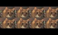 Thumbnail of Cat Face Cat Face Cat Face Cat Face Cat Face Cat Face Cat Face Cat Face
