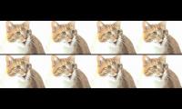 Thumbnail of Talking Kitty Lets Go Yankees Fuck You Asshole