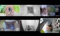 Thumbnail of Amazingearthanimalslivestream