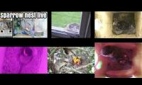 Thumbnail of Amazingearthanimalslivestream