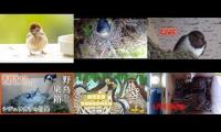 Thumbnail of Amazingearthanimalslivestream