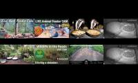 Thumbnail of Amazingearthanimalslivestream
