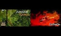Vietnam Jungle Radio