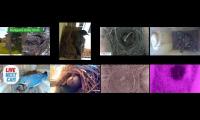 Thumbnail of Amazingearthanimalslivestream