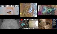 Thumbnail of Amazingearthanimalslivestream