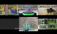 Thumbnail of Amazingearthanimalslivestream