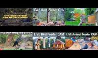 Thumbnail of Amazingearthanimalslivestream