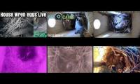Thumbnail of Amazingearthanimalslivestream