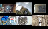 Thumbnail of Amazingearthanimalslivestream