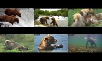 Bear Cams BF-BFL-RF-LR-RW-UW