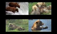 2022 Katmai lIve bear cams