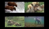 Bears of Katmai 2022