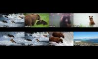 Thumbnail of Brooks Falls Bears  Live Streams