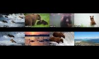Thumbnail of Brooks Falls Bears  Live Streams