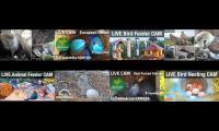 Thumbnail of animal cam bird 20220622