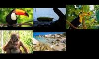 Jungle poolside birds mg