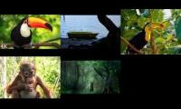 Thumbnail of Jungle poolside birds mg