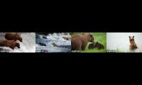 Thumbnail of 2022 Brooks Falls Live Cams