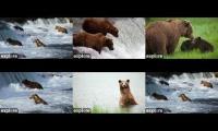 Explore Bear Cams 2022