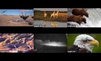 Live Wilderness Cams