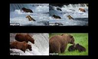 Bears of Katmai 2022