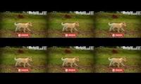 Cricket game running race for msd vs Pandiya