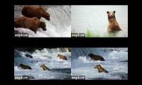 bear cam multi stream