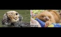 Thumbnail of sloth otter dual view