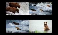 Katmai Bear cameras 4 angles BF RF LR RW
