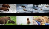 Bear Cams BF-BFL-RF-LR-RW-STV