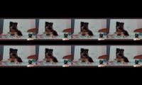 Thumbnail of Pet love is friend and all