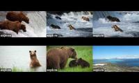 Thumbnail of Bear Cameras with 6 Screens