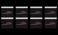 8 horizontally spinning rats