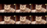 Thumbnail of Animalscuteandfunnyvideoonzeker