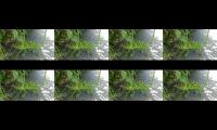 Thumbnail of Chameleon on road, so amazing colour