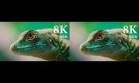 8K VIDEOS | World 8K Videos HDR UltraHD (120 FPS) | Sony Demo