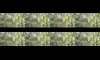Thumbnail of Relaxing music for sleep