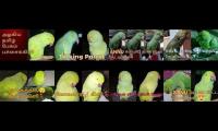 Thumbnail of Talking parrot in tamil