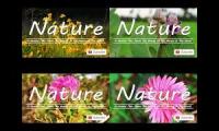 Beautiful Wild Flowers