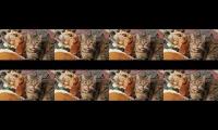 Funny Cats in dogs video that I found from tiktok part 1