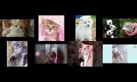 Thumbnail of Cute funny Baby videos