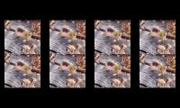 Thumbnail of laughing frog hahahaha so funny