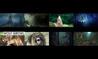 Thumbnail of Wolves chasing in the heavy rain forest
